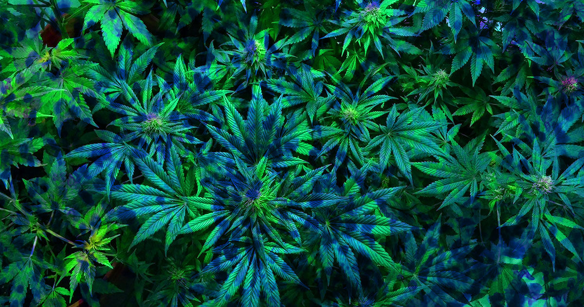 cbd-antibiotic-war-against-superbugs-1200x630