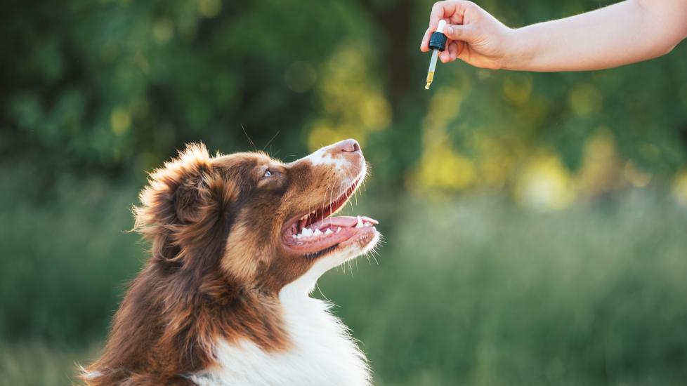 5 Surprising Health Benefits of CBD Oil for Canadian Dogs
