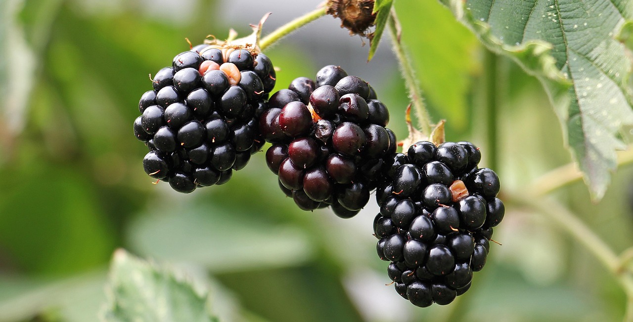 Blackberries, bramble, berries — Discover the Art of Relaxation: Rejuvenating Massages at El Arca Beauty Salon