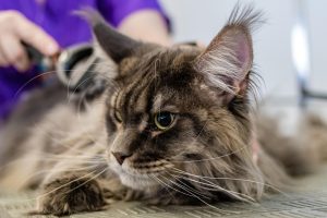 Grooming, pet, salon — How to Treat Scabs on Scalp?
