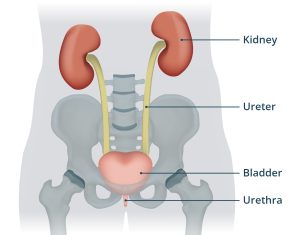 Symptoms Of A Bladder Infection And When To Seek Help