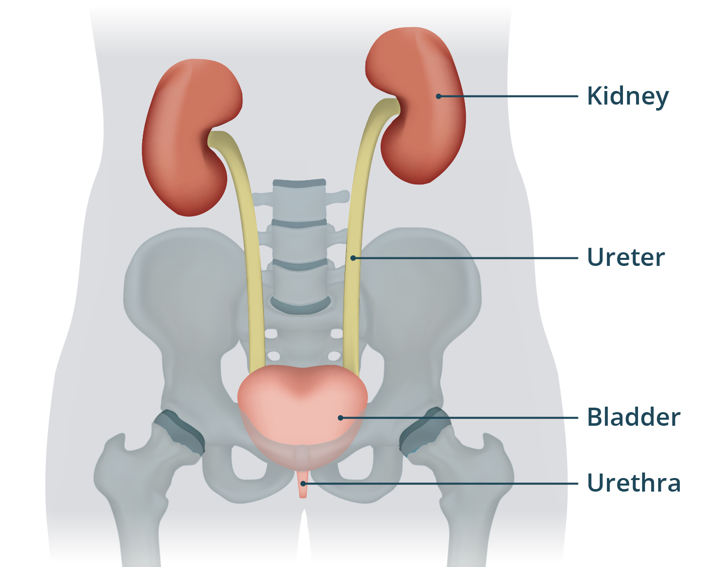 Symptoms Of A Bladder Infection And When To Seek Help