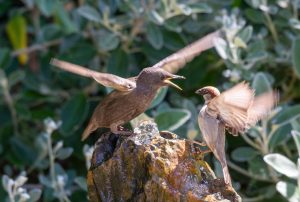 Starling, nature, sparrow — Why do most people neglect dental care?
